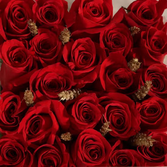 Premium fresh deep red roses inside a premium transparent gift case